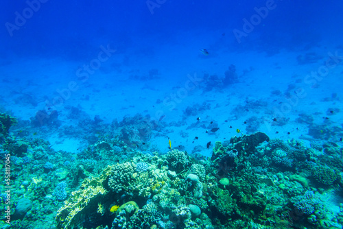 Different tropical fish at coral reef in the Red sea in Blue lagoon, Sinai peninsula in Egypt © olyasolodenko