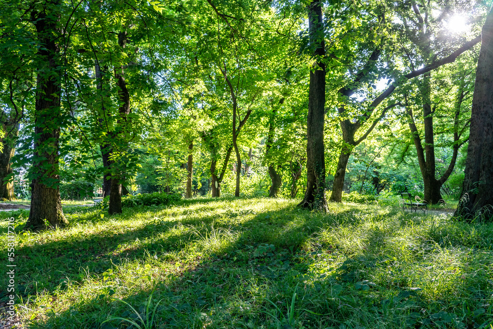 Naklejka premium A secluded park without people and a dense forest
