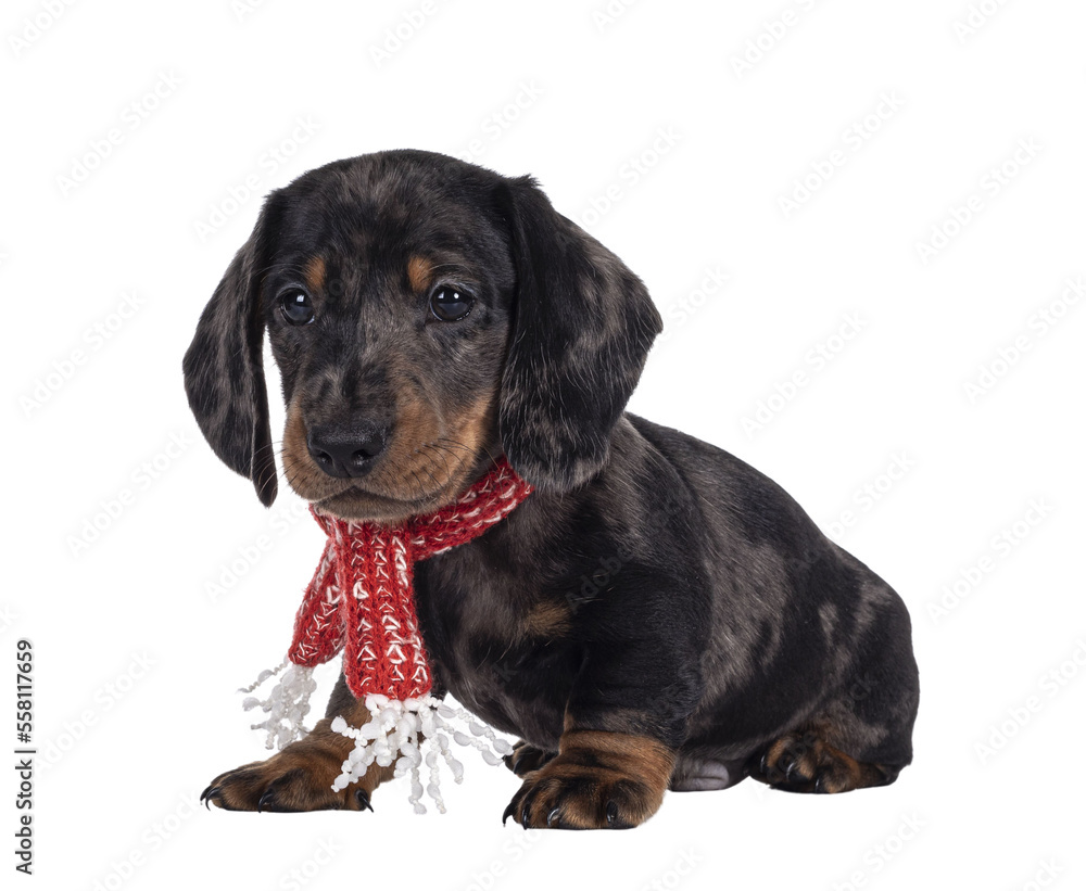 Super cute black tiger Dachshund aka teckel dog puppy, wearing red with white scarf around neck. Sitting up side ways. Droopy face not looking at camera. Isolated cutout on transparent background.