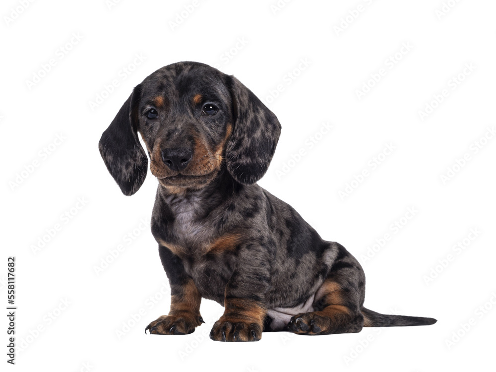 Super cute black tiger Dachshund aka teckel dog puppy, sitting up side ways. Droopy faceand looking straight ahead. Isolated cutout on transparent background. Super cute black tiger Dachshund aka teckel dog puppy, sitting up side ways. Droopy faceand looking straight ahead. Isolated cutout on transparent background.