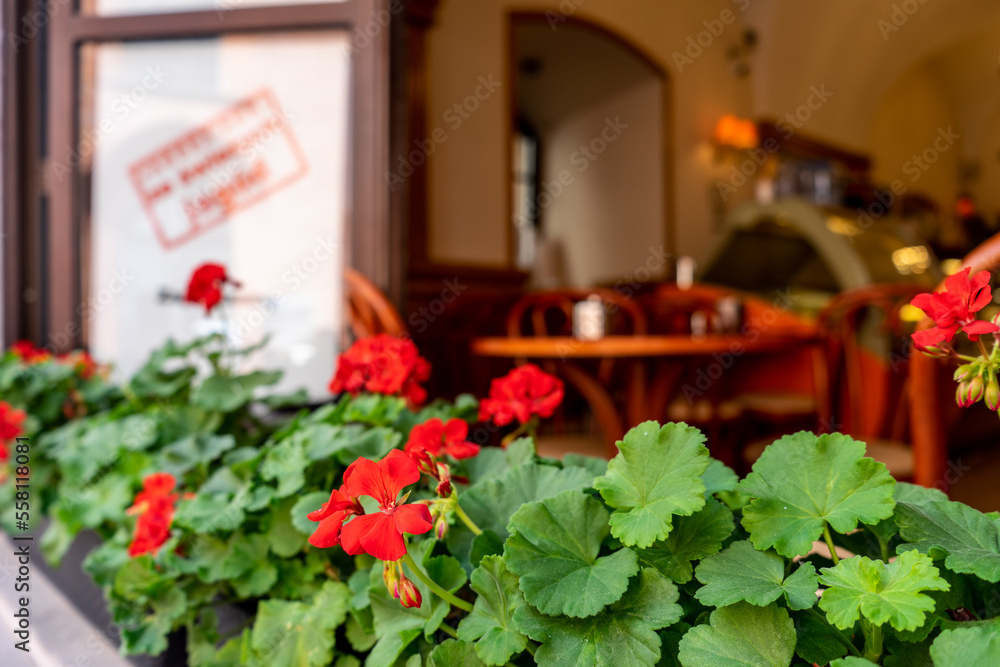 The city behind the red flowers