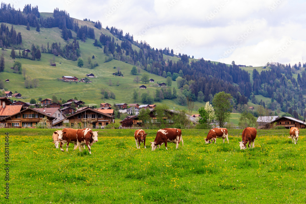 Herd of cows grazing on a green alpine meadow in the Swiss Alps, Switzerland