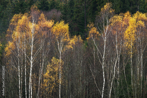 Silver birch trees with last autumn colors left in south germany