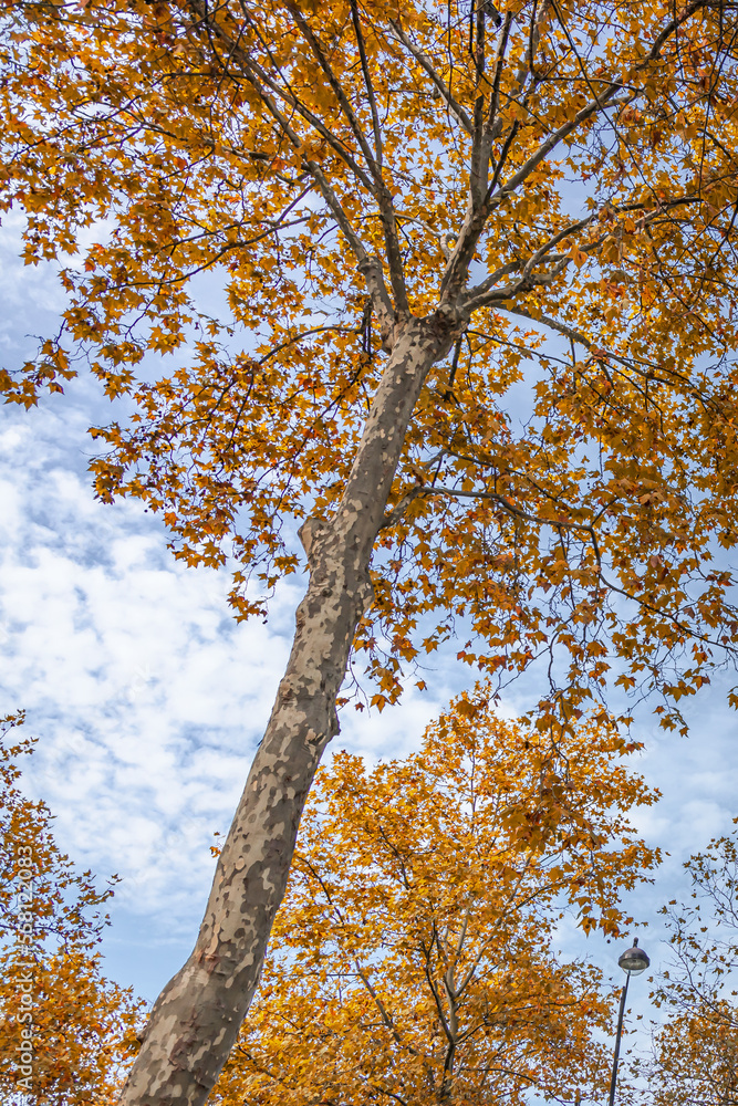 Fototapeta premium Autumn tree in Paris, France