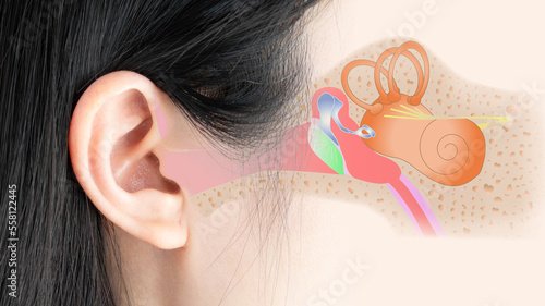 Human ear anatomy of the outer, middle, and inner ear. Otology and Neurotology concept. photo