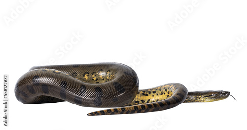 Young Green Anaconda aka Eunectus murinus snake. Isolated cutout on transparent background.
