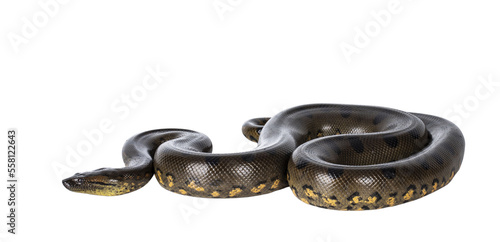 Young Green Anaconda aka Eunectus murinus snake. Isolated cutout on transparent background.