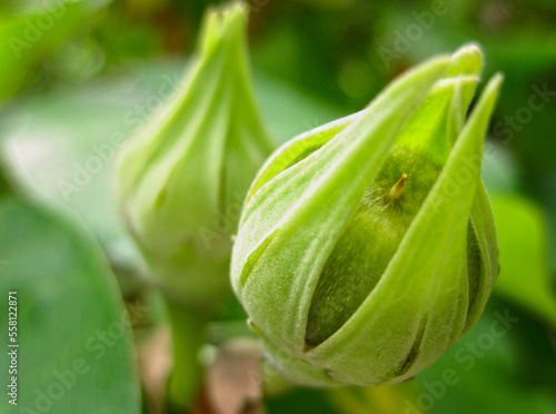 Close up macro image of green buds forming in a garden. Environmental background. Shallow depth of field.
