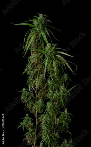 Flower bud of cannabis Satival,Plant of marijuana medical use with a high content of CBD on a black background