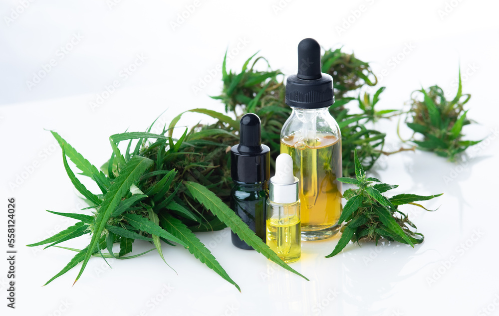 CBD oil hemp products,Flower bud of cannabis Satival,Plant of marijuana medical use with a high content of CBD on white background CBD oil hemp products,Flower bud of cannabis Satival,Plant of marijuana medical use with a high content of CBD on white background
