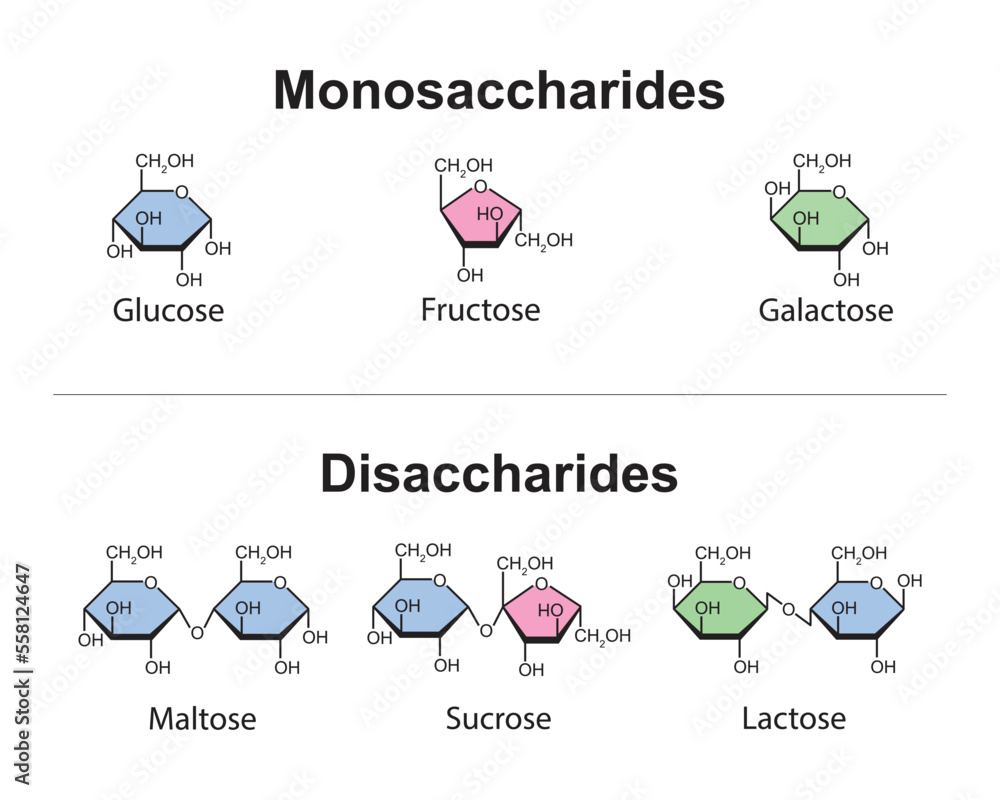 Monosaccharides and Disaccharides Scientific design. vector