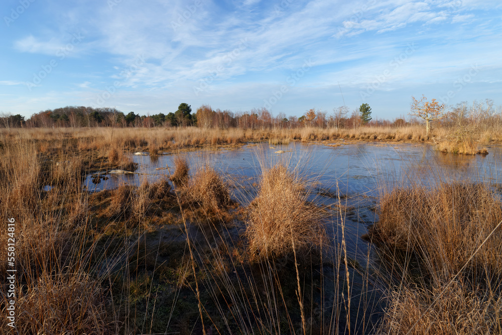 Pond in Coquibus heathland. Fontainebleau forest Pond in Coquibus heathland. Fontainebleau forest