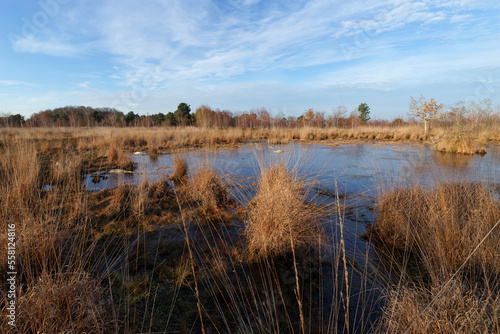 Pond in Coquibus heathland. Fontainebleau forest