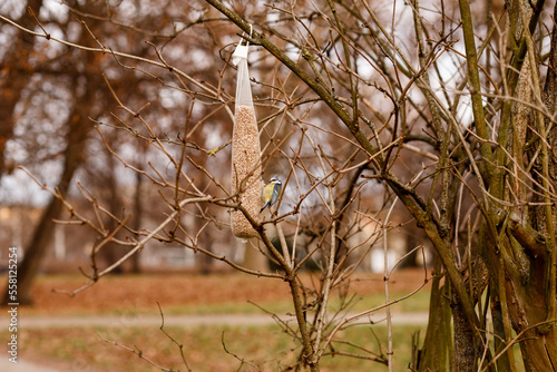 titmouse eating grain from a net feeder in the park. Winter feeding of urban birds. early spring in the park.