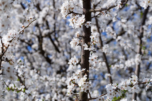 Full bloom of white cherry blossoms in spring © Viktor Boiko