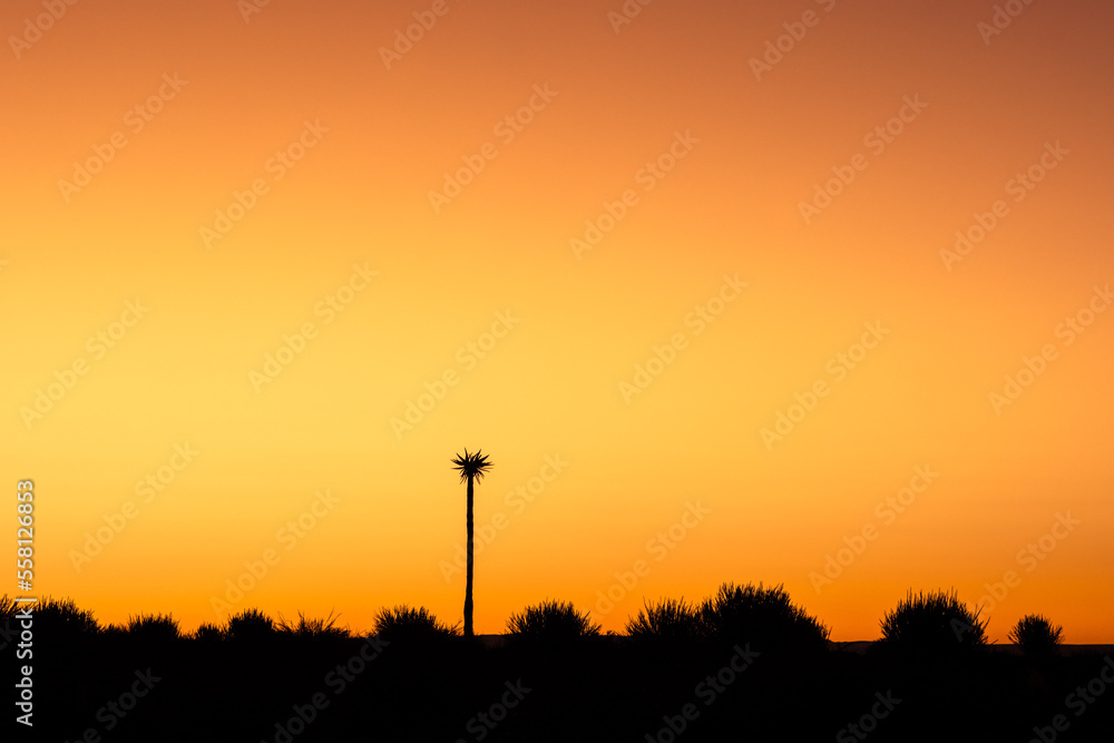 tree silhouette during stunning cloudless colorful sunset	
