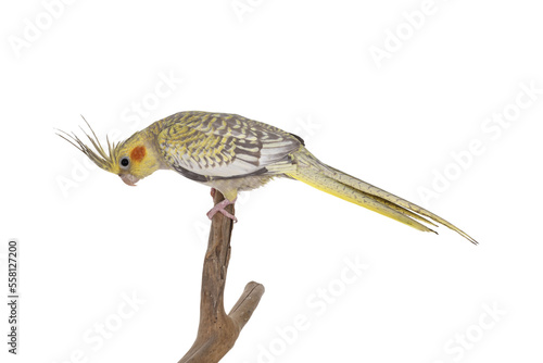 Female Cockatiel bird aka Nymphicus hollandicus, sitting side ways on wooden branch. Isolated cutout on transparent background. Crest up.