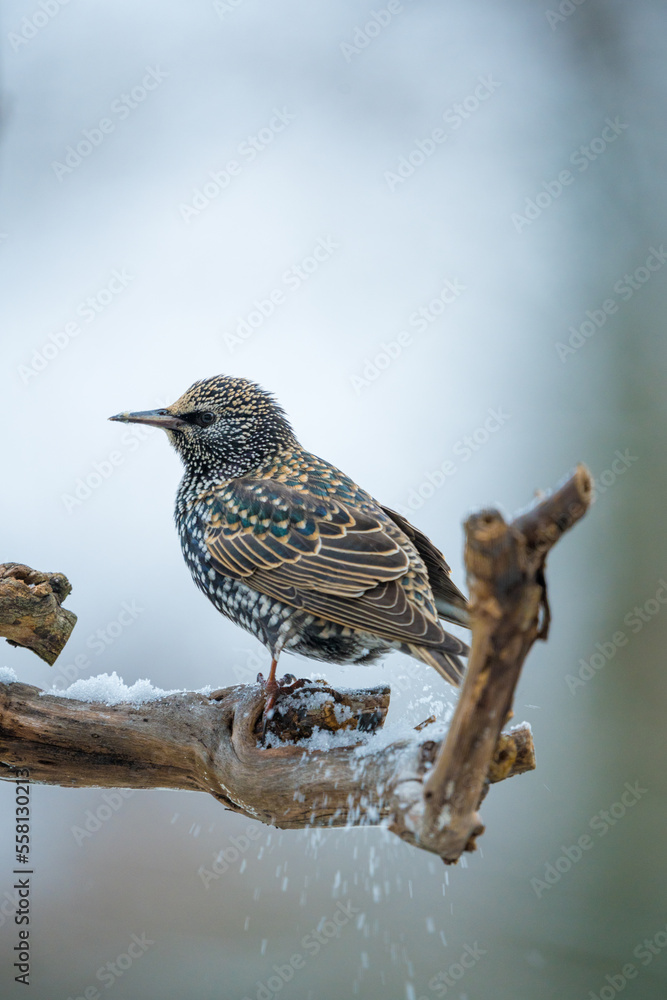 Fototapeta premium Ein Star im Schnee