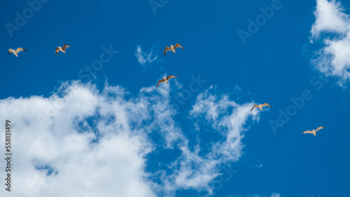 Seagulls flying in the portuguese sky, Algarve.