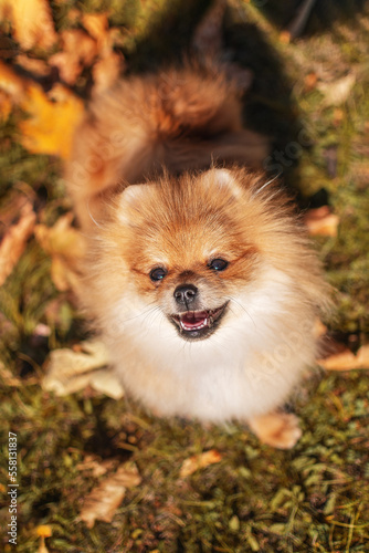 Pomeranian Spitz in yellow leaves in the park in autumn © love_dog_photo