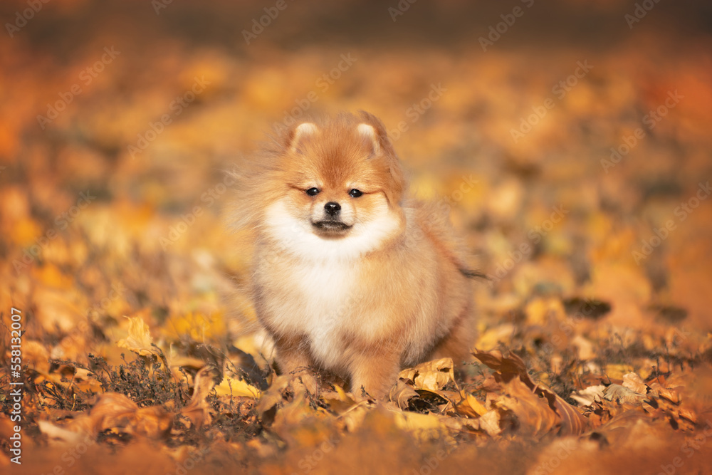 Fototapeta premium Pomeranian Spitz in yellow leaves in the park in autumn