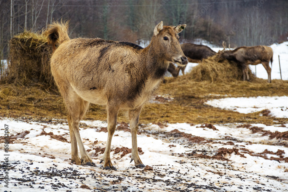 Beautiful young Pere David's deer walking free near bales of hay and other deer in a field with snow, dry grass and moss in a cold winter day Beautiful young Pere David's deer walking free near bales of hay and other deer in a field with snow, dry grass and moss in a cold winter day