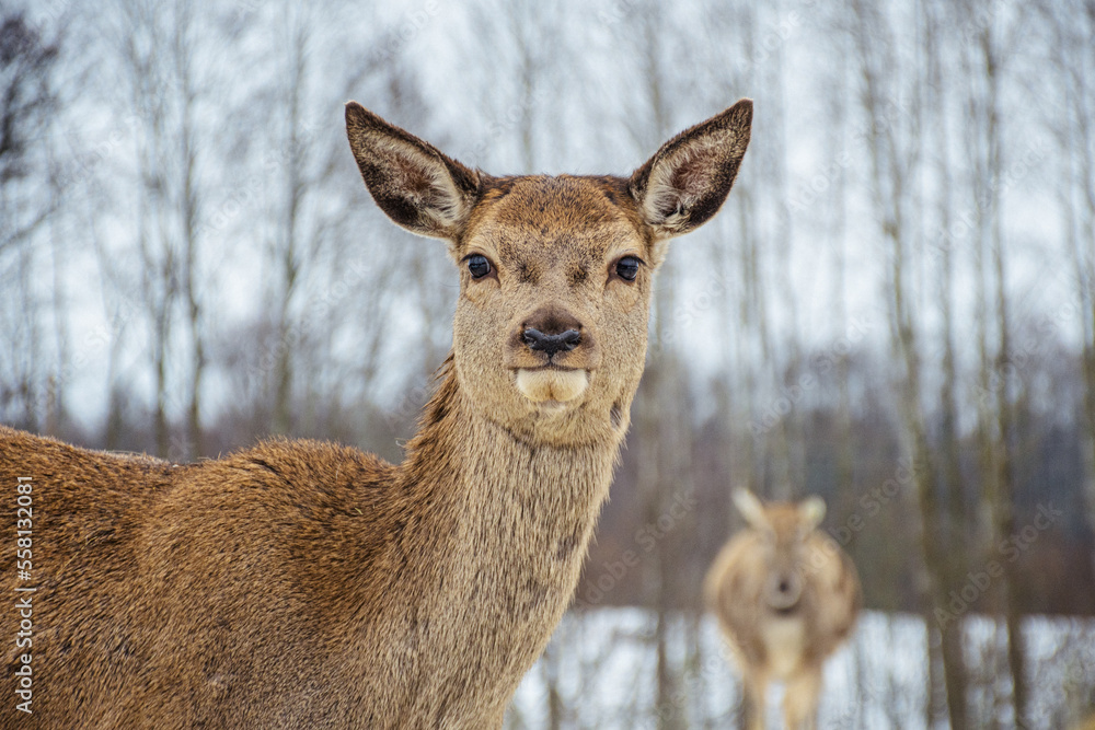 Beautiful portrait of female adult red deer or hind walking in a field with snow, dry grass and moss in a cold winter day, close up Beautiful portrait of female adult red deer or hind walking in a field with snow, dry grass and moss in a cold winter day, close up
