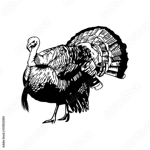 illustration of a turkey on white background