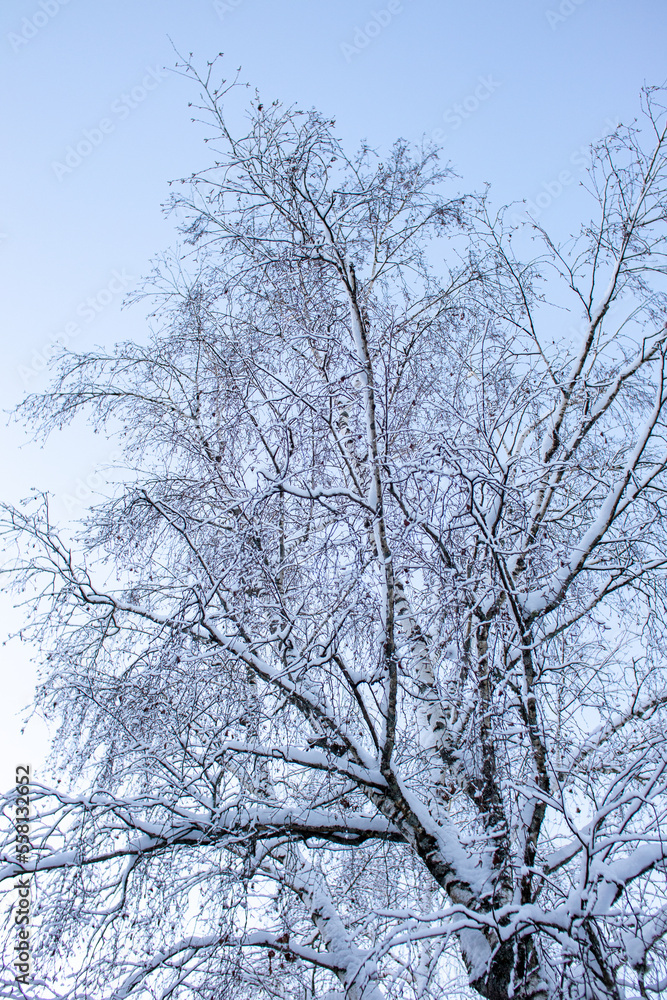 FOREST IN WINTER, TREES FOREST IN WINTER, TREES