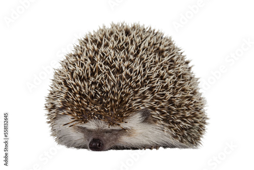 Adult male Four toed Hedgehog aka Atelerix albiventris. Sitting curled up, just showing nose. Isolated cutout on transparent background.