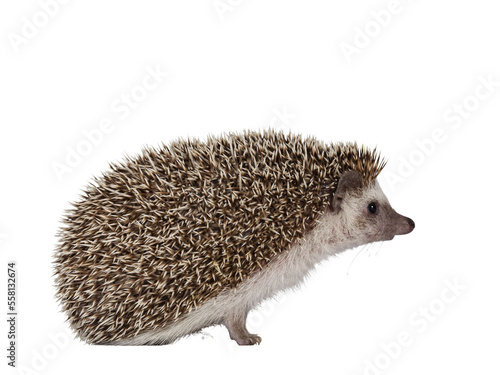 Adult male Four toed Hedgehog aka Atelerix albiventris. Sitting side ways, head up. Isolated cutout on transparent background.