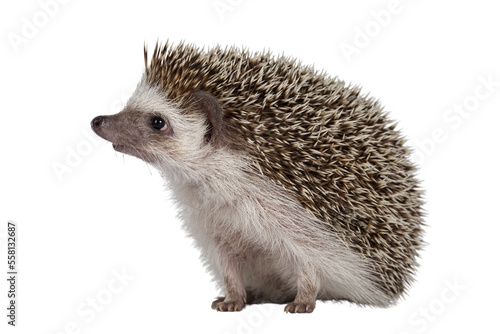 Adult male Four toed Hedgehog aka Atelerix albiventris. Sitting side ways, looking curiously up. Isolated cutout on transparent background.