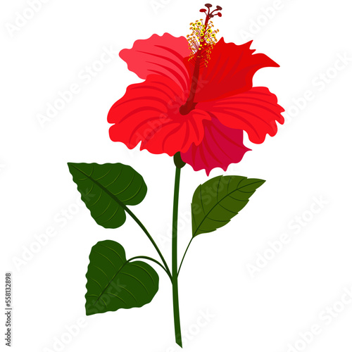 Hibiscus -9, flower isolated on white background. Isolated object-72, vector, hand drawn.