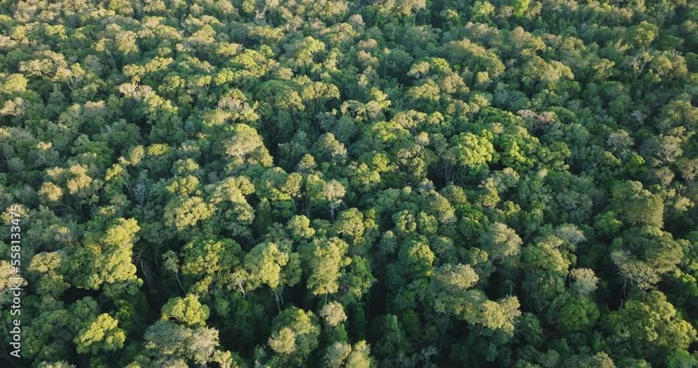 High aerial fly over view of a beautiful sub tropical temperate rainforest. Climate change High aerial fly over view of a beautiful sub tropical temperate rainforest. Climate change