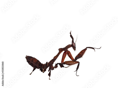 Side view of Ghost Mantis aka Phyllocrania paradoxa nymph. Standing side ways with one paw in kung fu position. Isolated cutout on transparent background. © Nynke