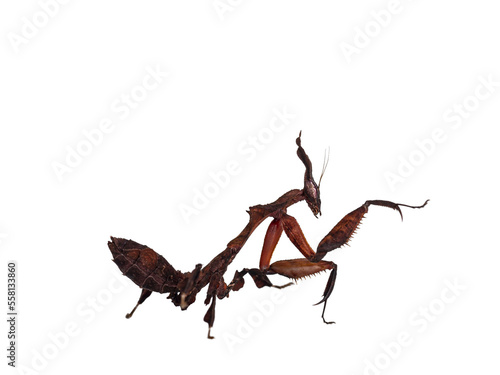 Side view of Ghost Mantis aka Phyllocrania paradoxa nymph. Standing side ways with one paw in kung fu position. Isolated cutout on transparent background. photo