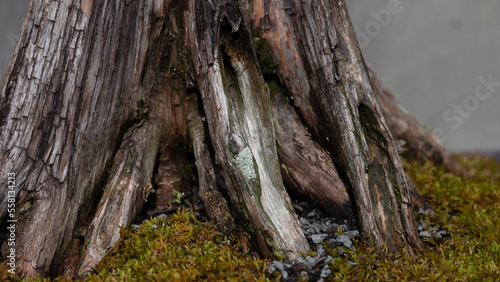 Privileged View Deep into the Hidden Bonsai Forest © rck