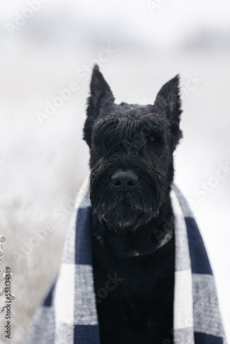 Portrait of a big black dog giant schnauzer breed in a field in winter.C lose up 