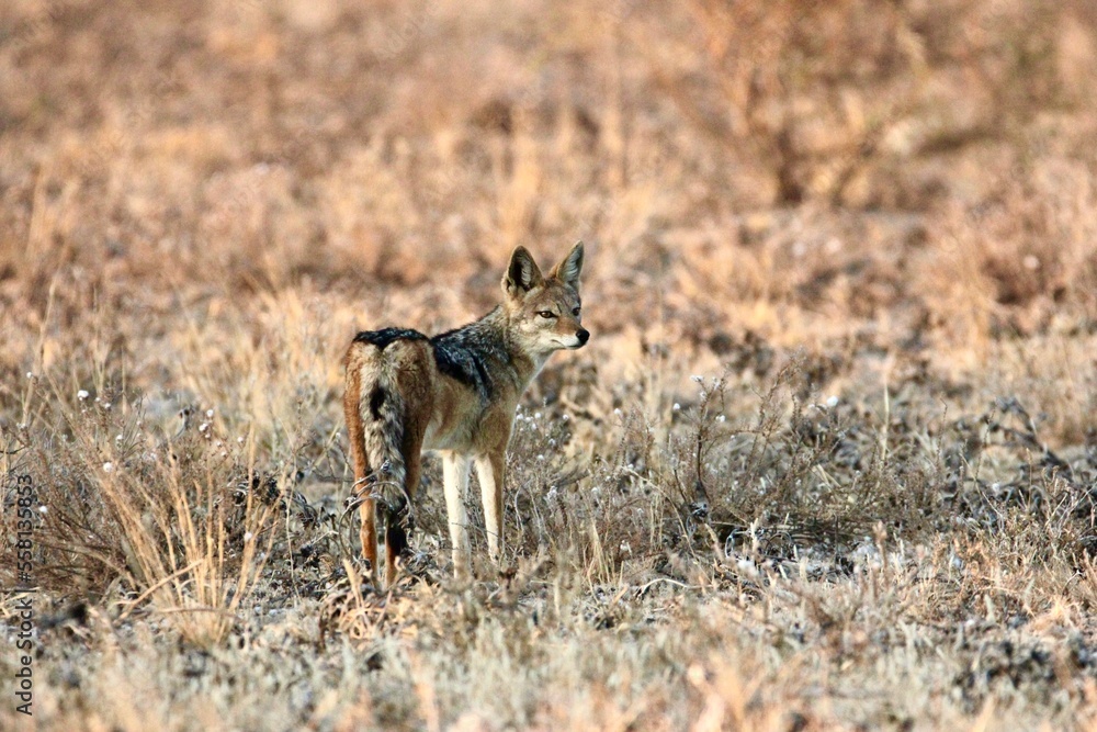 Black backed jackals at a lion kill in the Kalahari Black backed jackals at a lion kill in the Kalahari