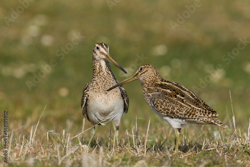 Magellanic Snipe (Gallinago paraguaiae magellanica) interacting during the spring breeding season on Carcass Island in the Falkland Islands
