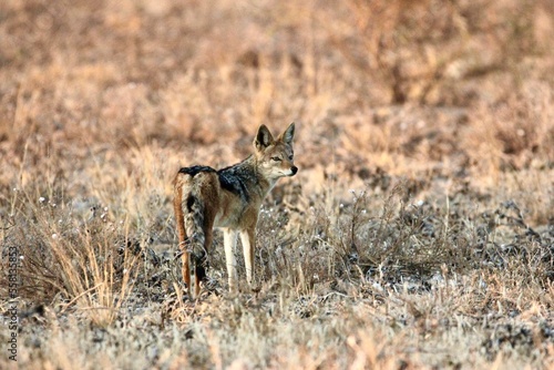 Black backed jackals at a lion kill in the Kalahari