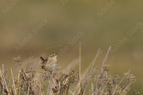 Grass Wren (Cistothorus platensis falklandicus) calling on the coast of Sea Lion Island in the Falkland Islands photo