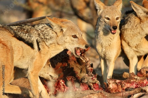 Foto Black backed jackals at a lion kill in the Kalahari