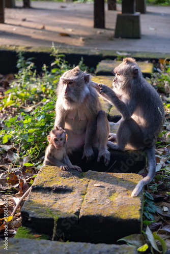 The monkey forest in Ubud and his monkeys photo