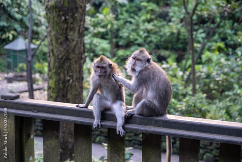 The monkey forest in Ubud and his monkeys © Tobias
