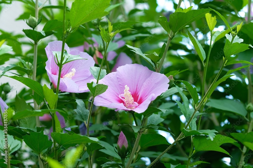 a rose of Sharon in full blooming