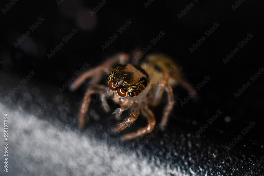 Fototapeta premium 깡충거미의 새끼, spiderling, jumping spider 