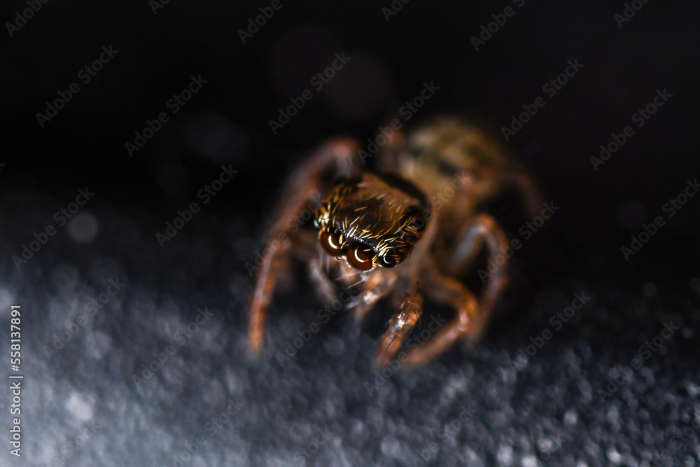 Obraz premium 깡충거미의 새끼, spiderling, jumping spider