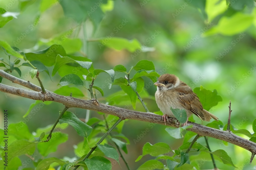 sparrow chick on the branch sparrow chick on the branch