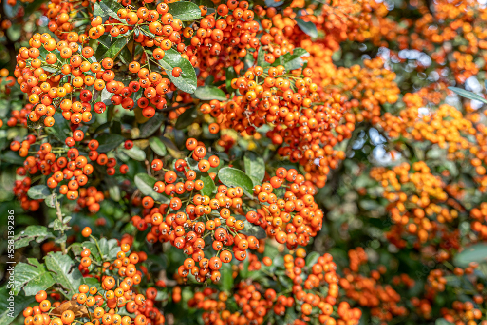 Pyracantha orange berries in autumn, selective focus.Pyracantha; decorative garden bush with bright orange berries.